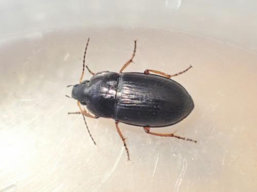 Amara sp.